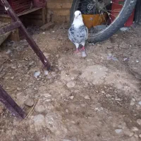 کبوتر ابلغ|پرنده|گتوند, |دیوار