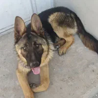 سگ ژرمن نر
