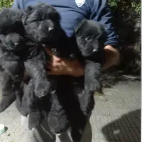 فروش حیوانات خانگی|سگ|رامیان, |دیوار