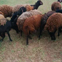 ده عدد گوسفند بره دار  و ده عدد بره نیم گوشت
