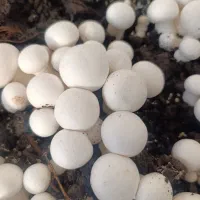 قارچ رجه۱/قارچ درجه۲/قارچ درجه۳|خوردنی و آشامیدنی|پاکدشت, پاکدشت (مامازند)|دیوار