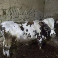 گوساله نر