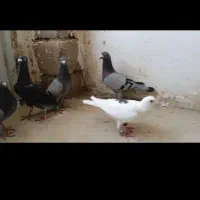 کفتر