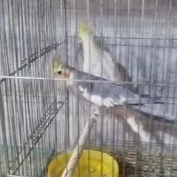 عروس هلندی مولد