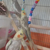 جوجه عروس هلندی|پرنده|فردیس, فرامرزیه|دیوار