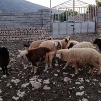 بره|حیوانات مزرعه|کارزان, |دیوار
