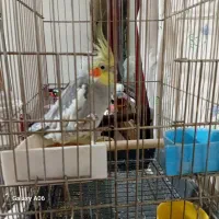 عروس هلندی سخنگو