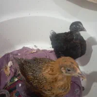 جوجه یک ماهه محلی