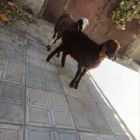 بره سبک وزن