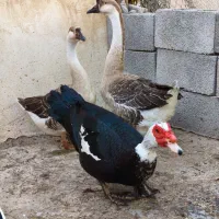 قوقاز(غوغاز) و اردک روسی(اردک خارجی)|حیوانات مزرعه|شوشتر, |دیوار