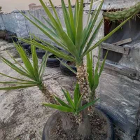 فروش گل های باغچه ای زیبا