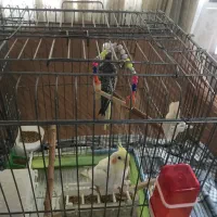 عروس هلندی|پرنده|تهران, شهرک امام خمینی|دیوار