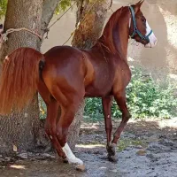 اسب نریان زیبا