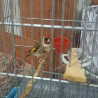 سهره|پرنده|تبریز, |دیوار