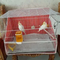 یک جفت عروس هلندی بفروش میرسد|پرنده|مشهد, فرهنگ|دیوار