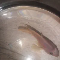 ماهی پرت رنگی (طوطی ماهی )