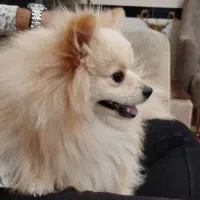 پامرانین|سگ|بناب, |دیوار