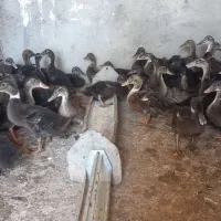 معاوضه اردک باغاز یا قوغاز|حیوانات مزرعه|کرخه, |دیوار