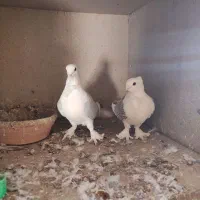 کبوترها فروشی