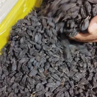 کشمش فخری|خوردنی و آشامیدنی|عجب شیر, |دیوار