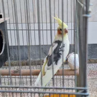 جفت عروس هلندی با قفس|پرنده|ورزنه, |دیوار