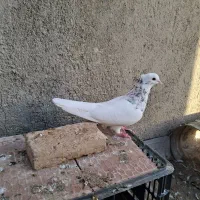 کفتر رنگه فروشی .اگهی کامل بخونید