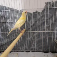 قناری نر و ماده