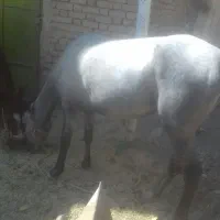 فروش اسب|اسب و تجهیزات اسب‌سواری|بوئین و میاندشت, |دیوار