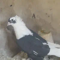 کفتر|پرنده|تبریز, |دیوار