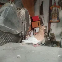 کبوتر کله زرد