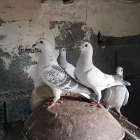 ۳عددکفترکرمانی