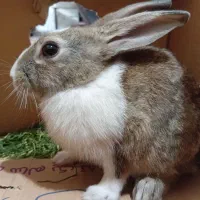 خرگوش|موش و خرگوش|بیرجند, |دیوار