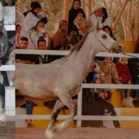 اسب سواری دار عرب مصری|اسب و تجهیزات اسب‌سواری|نرماشیر, |دیوار