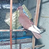 3تا کبوتر رنگی|پرنده|الوند, |دیوار