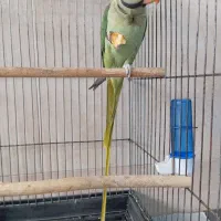 شاه طوطی دستی دستی|پرنده|قم, ولیعصر|دیوار