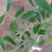 باغشهری ۱۰۰۰ متری دارای آب و برق در منطقه خانزنیان|فروش زمین و ملک کلنگی|شیراز, جانبازان|دیوار