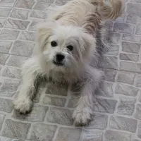 سگ پامر ۸ ماهه واگذار میگردد