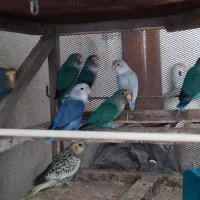 فروش عروس هلندی و طوطی برزیلی|پرنده|جم, |دیوار