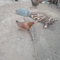 مرغ و خروس