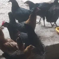 معامله مرغ با جوجه هاش با کبوتر در شهر خورموج|پرنده|خورموج, |دیوار