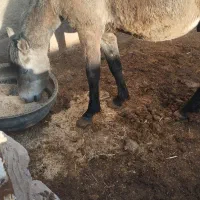 اسب نجیب|اسب و تجهیزات اسب‌سواری|تربت‌حیدریه, پائین ولایت|دیوار