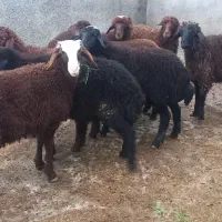 بره قزل افشار