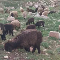 میش وبره