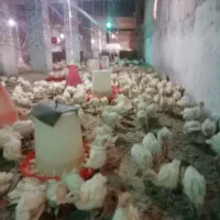 جوجه یک ماهه بقلمون گوشتی