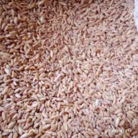 گندم جو دیم بذری درجه یک