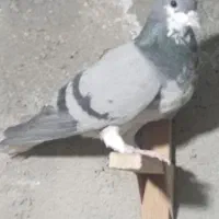 نرو ماده چپ و بدرنگ|پرنده|شیراز, شهدای شهرک سعدی|دیوار