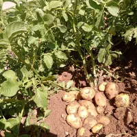 سیب زمینی بذری|حراج|چادگان, |دیوار