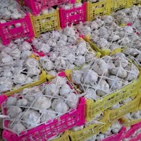 خرید و فروش سیر موسیر
