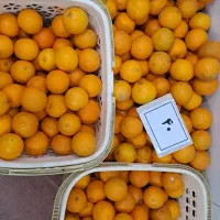 فروش پرتقال، جزئی و عمده|خوردنی و آشامیدنی|رشت, سلیمانداراب|دیوار