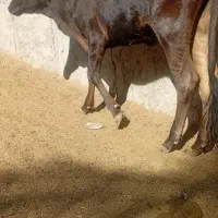 گستر با گاو قصابی|حیوانات مزرعه|بم, |دیوار
